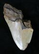 Partial, Serrated Megalodon Tooth - North Carolina #21656-1